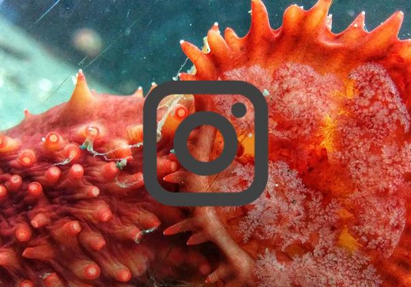 Instagram Icon Deep Bay