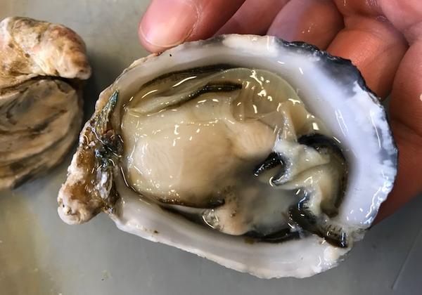 Oyster Dissection