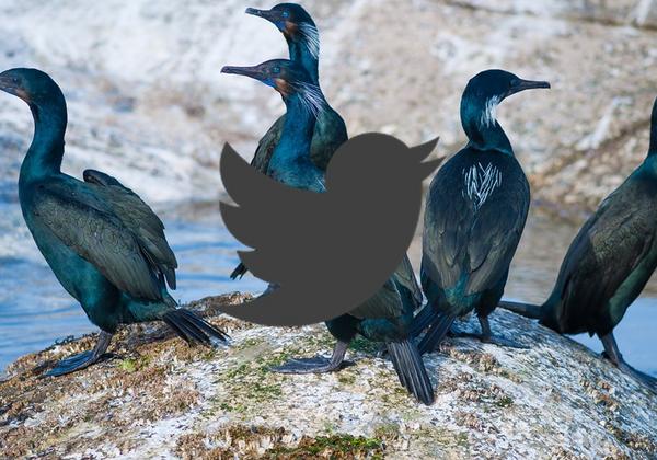 Twitter Icon Deep Bay