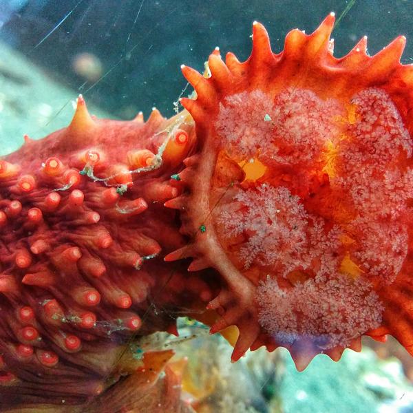 Sea Cucumber