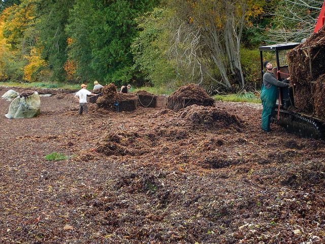 Monitoring seaweed: Deep Bay
