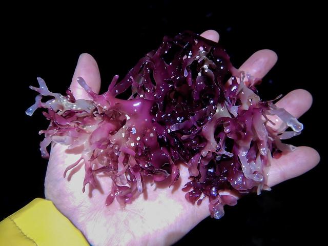 Monitoring seaweed: Deep Bay