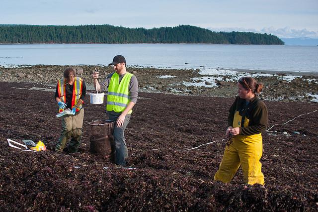 Monitoring seaweed: Deep Bay