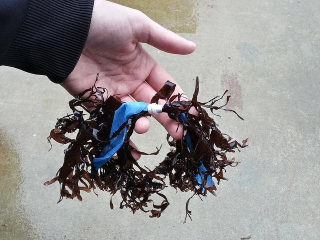 Monitoring seaweed: Deep Bay