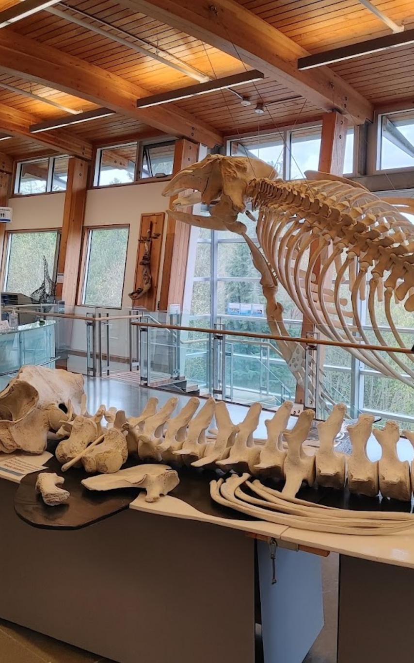 whale skeleton inside